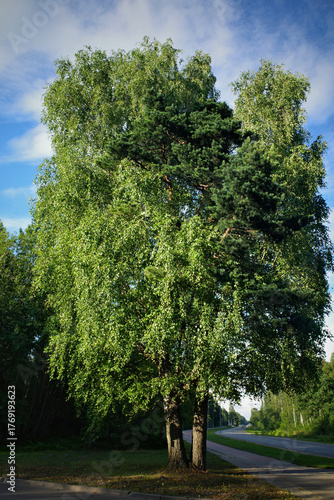 A unique composition of a birch and a pine tree growing together from a single base. The contrasting foliage and trunks stand out against a bright blue sky with clouds