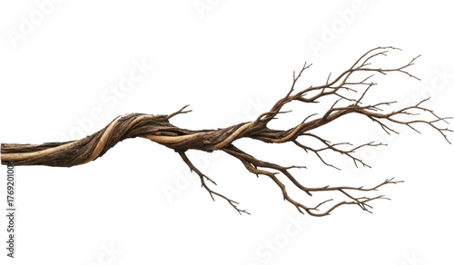 Gnarled dry twisted wood branch section on a transparent background, PNG image, PNG file