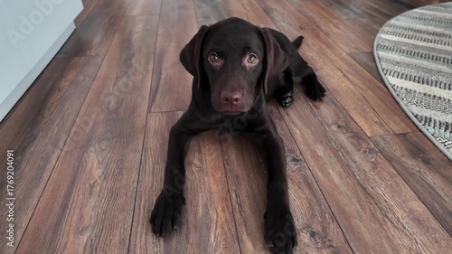 Adorable chocolate Labrador Retriever sitting on wooden floor in modern living room. Friendly family dog 