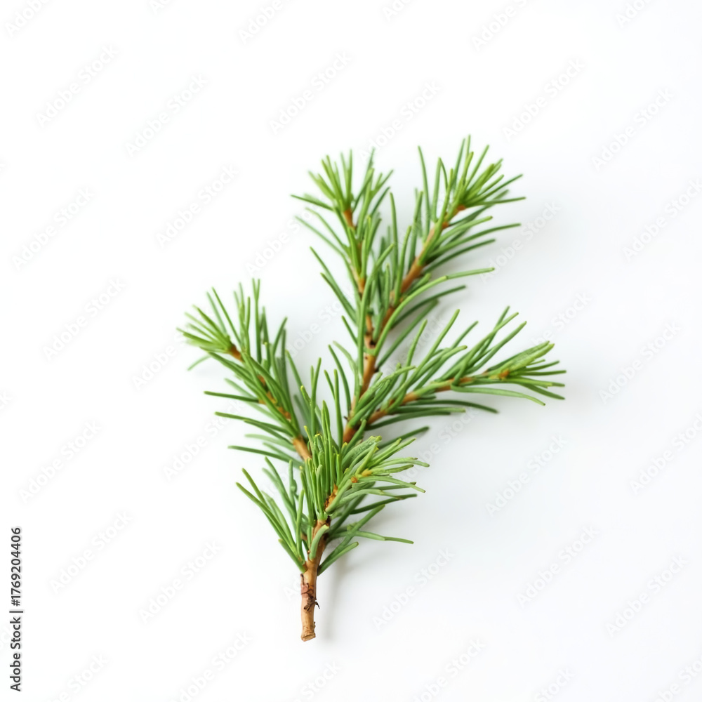 Fototapeta premium Single pine branch with green needles in minimal composition on white background 