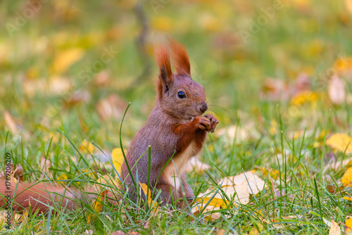 Squirrel in the Royal Baths Park, Warsaw, Poland
