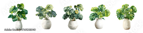 Monstera plants in white vases create a serene indoor garden.