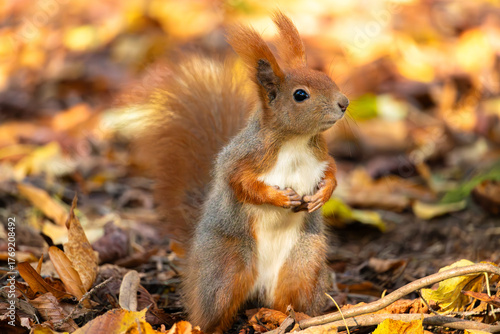 Squirrel in the Royal Baths Park, Warsaw, Poland