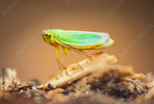 Green leafhopper, cicadella viridis insect sitting on ground with blurred background. Macro animal photo