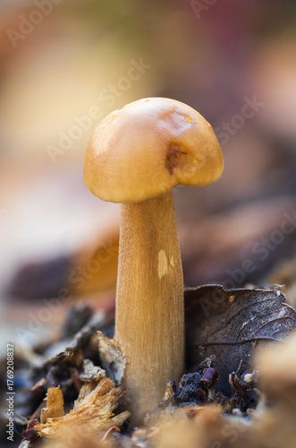 Bovine bolete, suillus bovinus, jersey cow mushroom close up with blured background