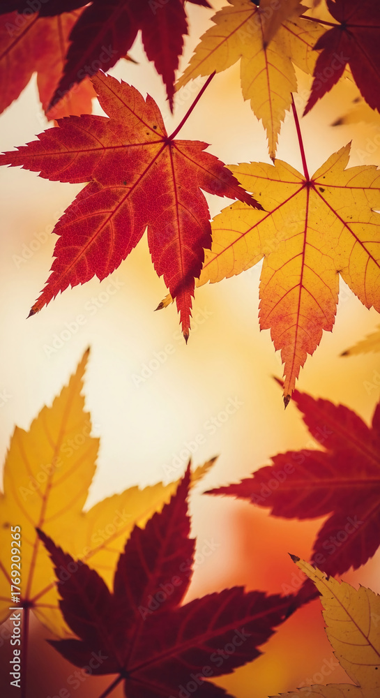 Obraz premium Close-up of red and yellow maple leaves against a blurred background, representing autumn, transition, and the beauty of natural change
