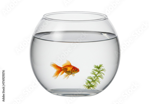 Wallpaper Mural Isolated goldfish swims in a glass fishbowl with decorative plants, freshwater aquatic life Torontodigital.ca