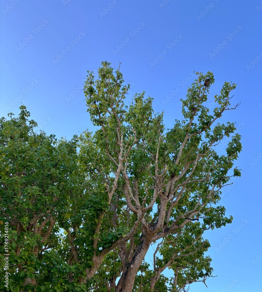 Fototapeta premium Vibrant green tree reaching for the blue sky