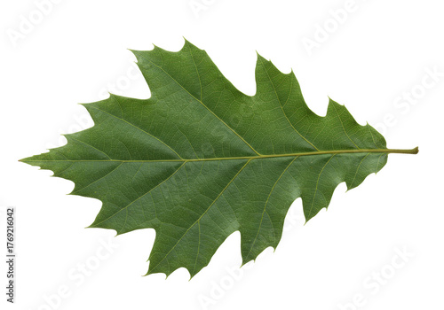 Fotografi Isolated Quercus palustris leaf, pin oak foliage, autumnal color, forest tree, p