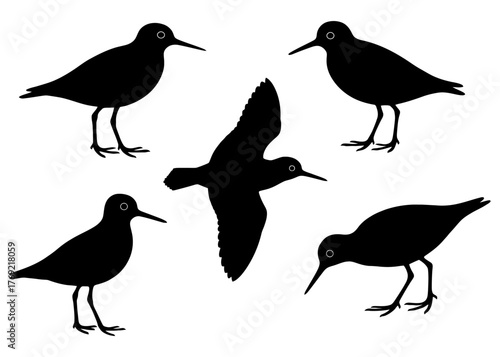 Silhouettes of five shorebirds in various poses on white background.