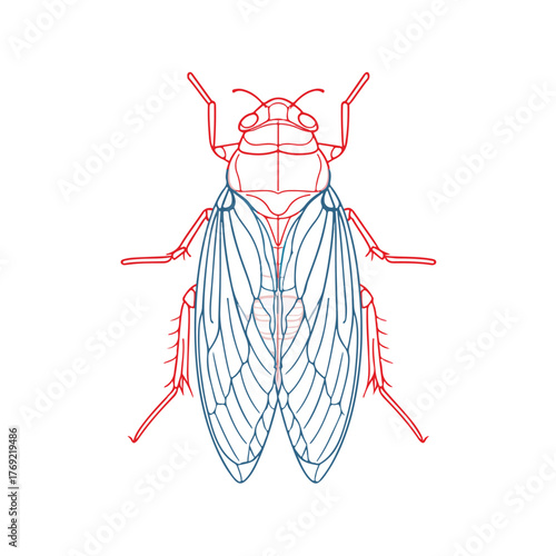 Sleek Flea Line Art Illustration Vector