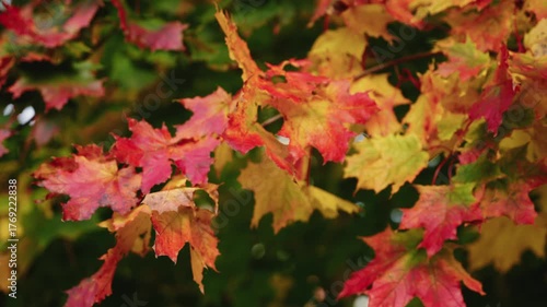 Colorful autumn leaves are showcased as the camera pans through the vibrant foliage, highlighting rich textures and seasonal beauty