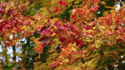 Autumn leaves showcase vivid colors, transitioning through frames, with a camera zooming in to capture intricate textures and natural beauty