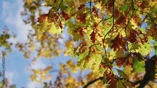 Autumn leaves in vibrant hues sway gently in the breeze, capturing the essence of seasonal change and natural beauty