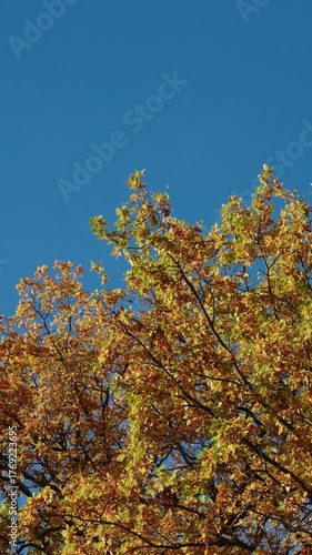 Vibrant autumn leaves sway in the breeze, showcasing rich colors and textures, as the camera pans across the scene, capturing nature's beauty