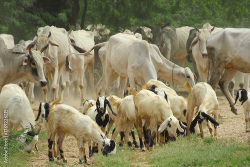 White cattle grazing in Bagan, Myanmar