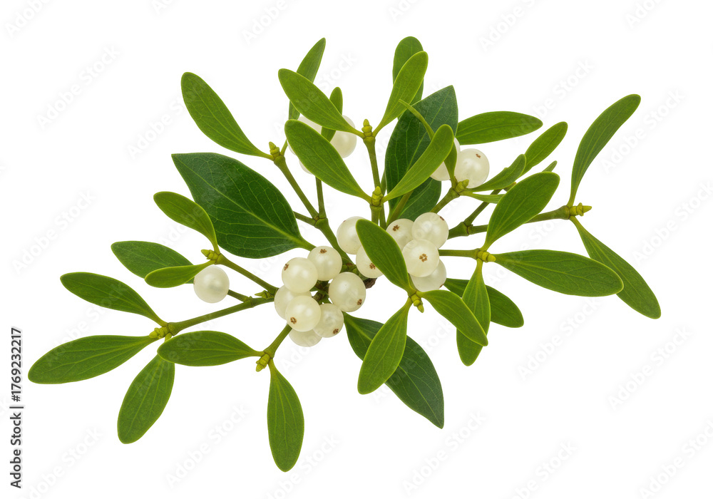 Fototapeta premium Isolated mistletoe branch with green leaves and white berries for festive winter decor