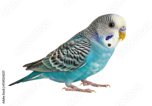 Isolated budgerigar, perruche ondulée, colorful bird pet in studio, perched sideways view