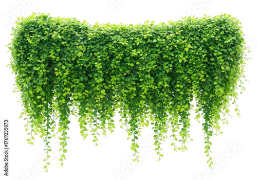 Lush green cascading foliage with small leaves against a dark background creating a natural curtain effect