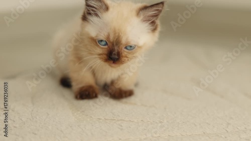 Siamese kitten scratching on the floor and grooming itself due to fleas. Cute blue-eyed cat with dark brown ears lying stretched on the floor. Concept of pet care and deworming at home.
