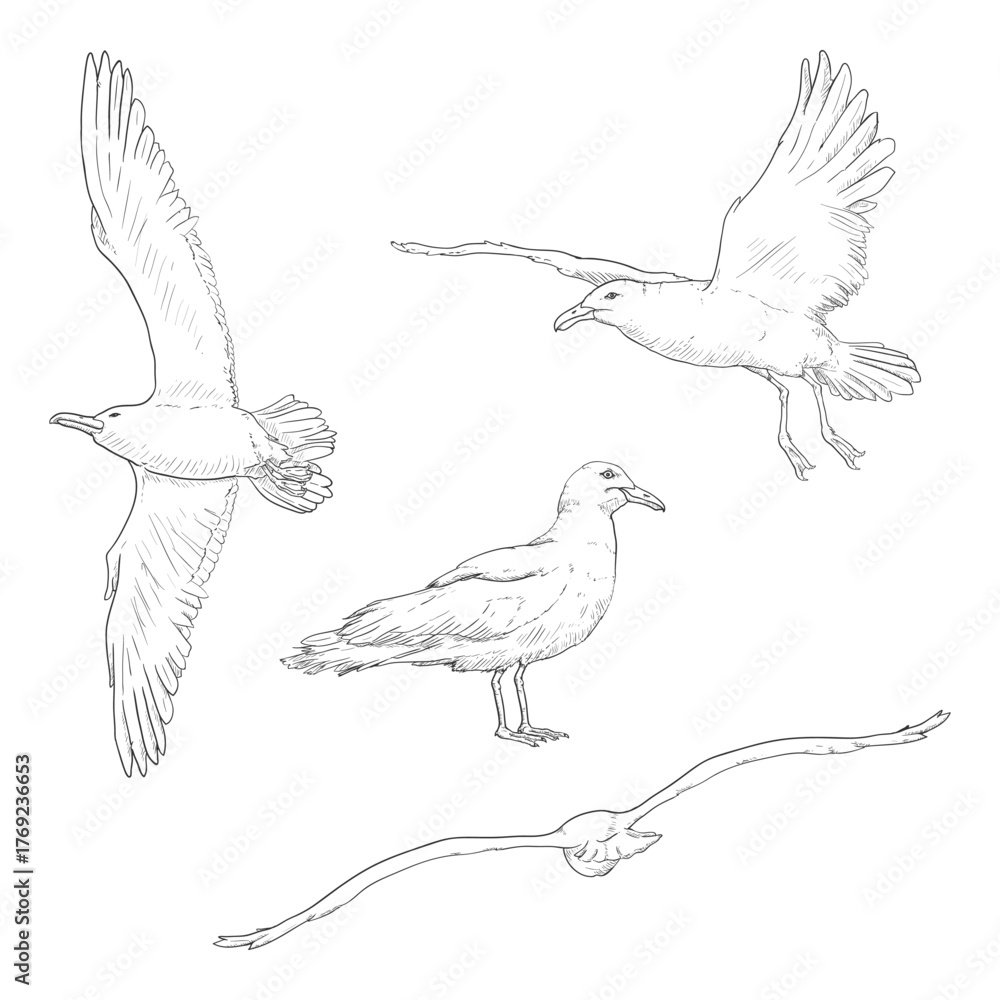 Fototapeta premium Vector Set of Sketch Seagull Birds
