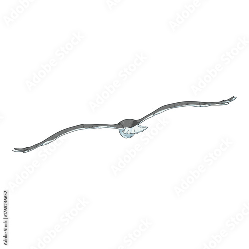 Flying Seagull Cartoon Illustration