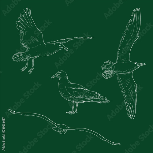 Vector Set of Sketch Seagull Birds Illustrations