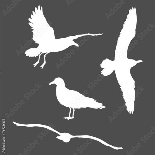 Vector Set of Seagull Birds White Silhouettes
