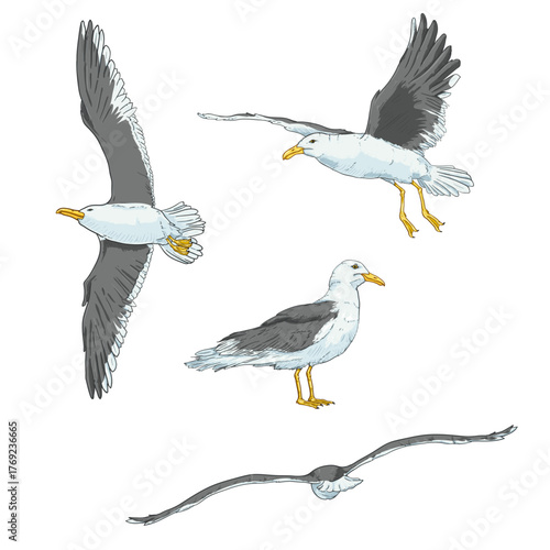 Vector Set of Seagull Cartoon Illustrations