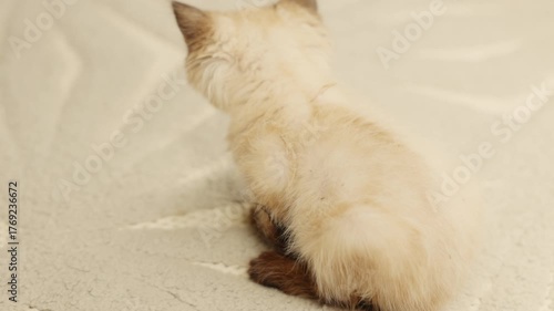 Siamese kitten scratching on the floor and grooming itself due to fleas. Cute blue-eyed cat with dark brown ears lying stretched on the floor. Concept of pet care and deworming at home.