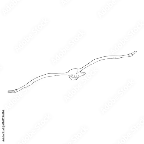 Seagull - Vector Sketch Illustration