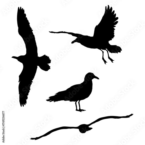 Vector Set of Seagull Birds Silhouettes
