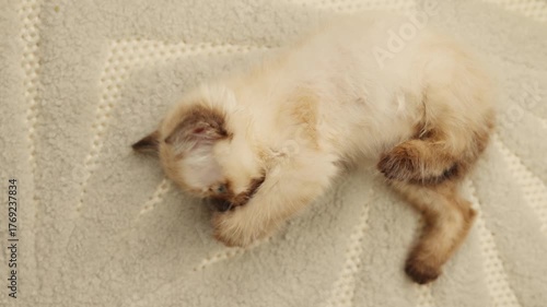 Siamese kitten scratching on the floor and grooming itself due to fleas. Cute blue-eyed cat with dark brown ears lying stretched on the floor. Concept of pet care and deworming at home.