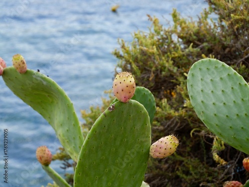 Prickly pear cactus (Opuntia ficus-indica) with ripe fruits on the rocky shore of the Mediterranean Sea, Malta. Also, the Indian fig opuntia, fig opuntia.