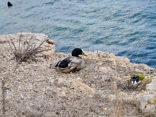 The mallard (Anas platyrhynchos) on the rocky shore of the Mediterranean Sea, Malta. A duck that breeds throughout the temperate and subtropical regions of the Americas, Eurasia, and North Africa.