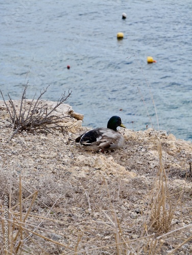 The mallard (Anas platyrhynchos) on the rocky shore of the Mediterranean Sea, Malta. A duck that breeds throughout the temperate and subtropical regions of the Americas, Eurasia, and North Africa.