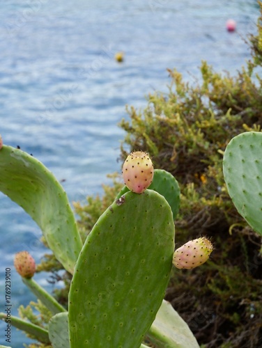 Prickly pear cactus (Opuntia ficus-indica) with ripe fruits on the rocky shore of the Mediterranean Sea, Malta. Also, the Indian fig opuntia, fig opuntia.