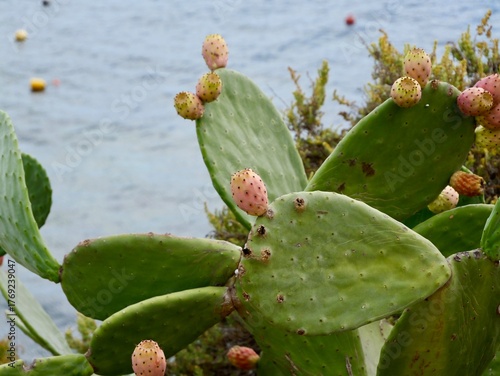 Prickly pear cactus (Opuntia ficus-indica) with ripe fruits on the rocky shore of the Mediterranean Sea, Malta. Also, the Indian fig opuntia, fig opuntia.