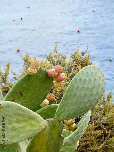 Prickly pear cactus (Opuntia ficus-indica) with ripe fruits on the rocky shore of the Mediterranean Sea, Malta. Also, the Indian fig opuntia, fig opuntia.