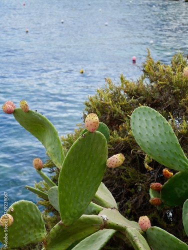 Prickly pear cactus (Opuntia ficus-indica) with ripe fruits on the rocky shore of the Mediterranean Sea, Malta. Also, the Indian fig opuntia, fig opuntia.