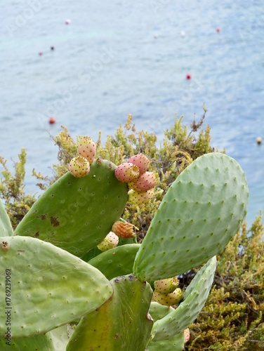 Prickly pear cactus (Opuntia ficus-indica) with ripe fruits on the rocky shore of the Mediterranean Sea, Malta. Also, the Indian fig opuntia, fig opuntia.