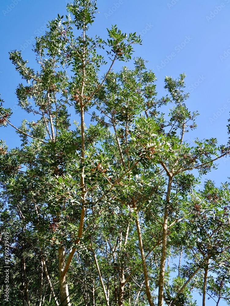 Fototapeta premium Flowering buds of the terebinth (Pistacia terebinthus), a Mediterranean turpentine tree also known as Cyprus turpentine, turpentine tree, terebinto and cornicabra. Malta