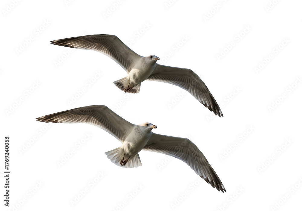 Obraz premium Two seagulls flying together isolated on transparent background