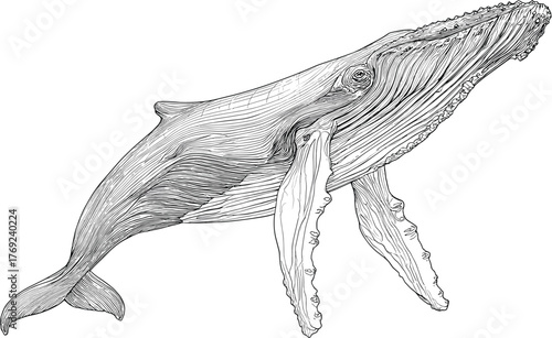 Detailed sketch of humpback whale in hand-drawn line art vector