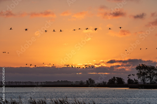 Zum Sonnenaufgag fliegende Kraniche und Gänse am Bodden vor Zingst.