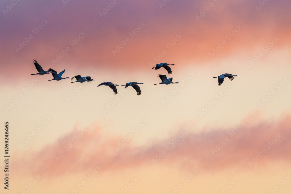 Naklejka premium Zum Sonnenaufgag fliegende Kraniche am Bodden vor Zingst.