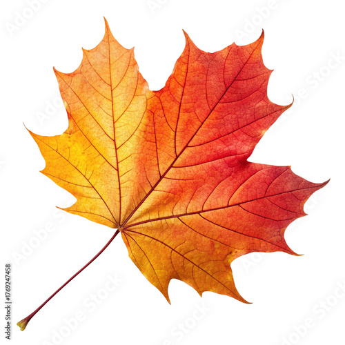 Wallpaper Mural Closeup of colorful autumn maple leaves in red, yellow, and orange, perfectly isolated on white Torontodigital.ca