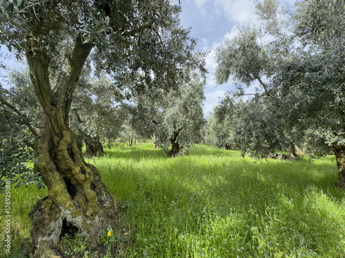 olive trees on green grass in Mediterranean countryside