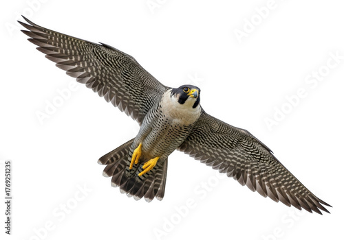 Peregrine falcon in flight isolated on transparent background