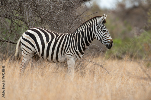 Zèbre de Burchell, Equus quagga, Parc national Kruger, Afrique du Sud